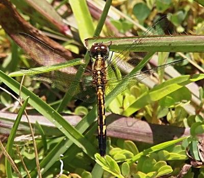[Top down view of the prior dragonfly with the body having a black stripe down the midlle with yellow on either side. The last two segments of the body are black. The appendages are white.]